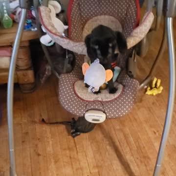 Just a swinging kitty