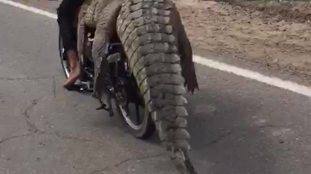 Motorcycle and Crocodile