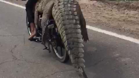 Motorcycle and Crocodile