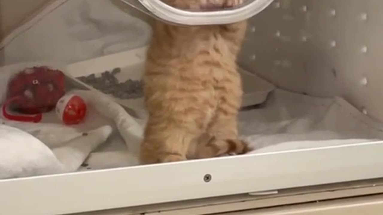 cute catš„°