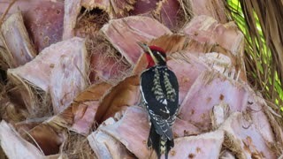 Red-naped Sapsucker