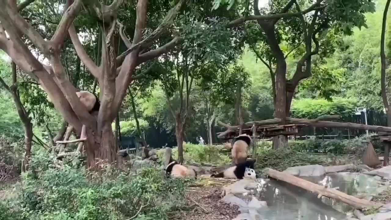 Cute pandas