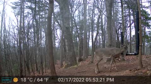 The Woods - 02/18/2022