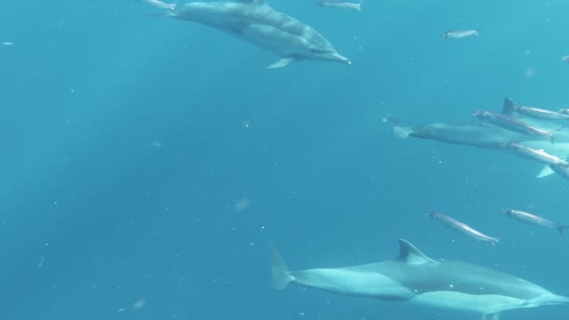 Group of Dolphins Swimming Underwater