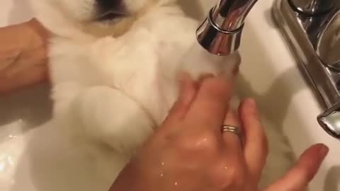 Baby Polar Bear takes a Bath! ❤️