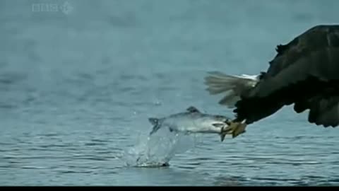 amazing video of eagle catching its prey, very impressive