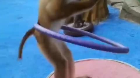 Dancing monkey video