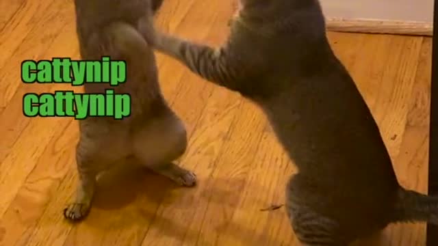 What!!! 🙈🙈🙈😂😂😂Two funny cats playing or fighting