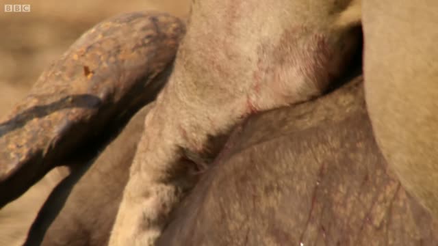 Lions Attempt to Take Down a Bull | The Hunt | BBC Earth