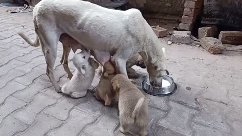 Hungry Puppies and Mother Feeding cute Small Puppies