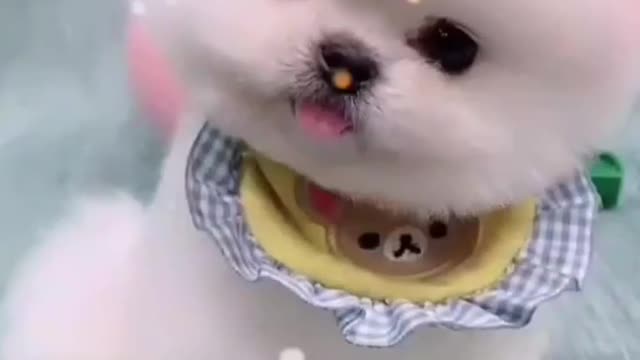 Beautiful Cat ❤️ Cat Video, Cat's Video Creator