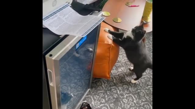 Funny Cats 😹 - Don't Try To Stop Laughing 🤣 - Funniest Cats Ever