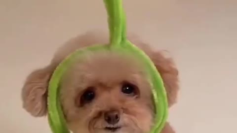 My Dog Transforms Into Teletubbies