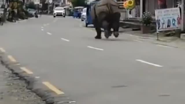 Asian Rhino taking a morning stroll through suburb in Nepal