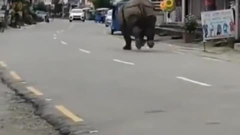 Asian Rhino taking a morning stroll through suburb in Nepal