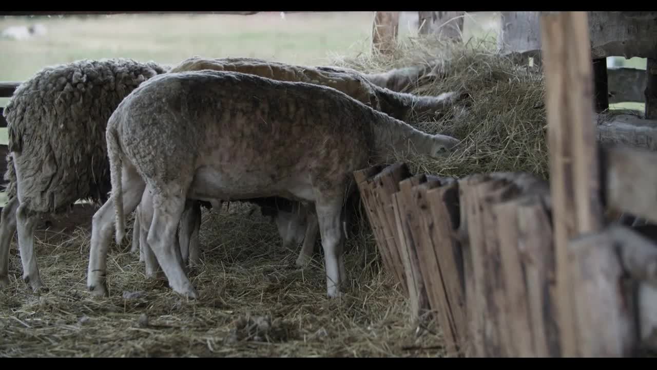 Sheep in the stall eat fresh hay. The farm has a small group of sheared sheep in a paddock