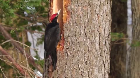 Woodpecker built the house