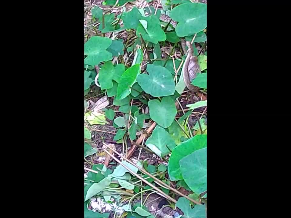 Discovery - Wild Snakes tangled, snake fight, live video, viral videos2021