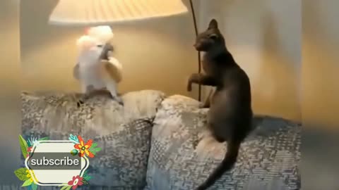 Brave Cockatoo fights with Cat