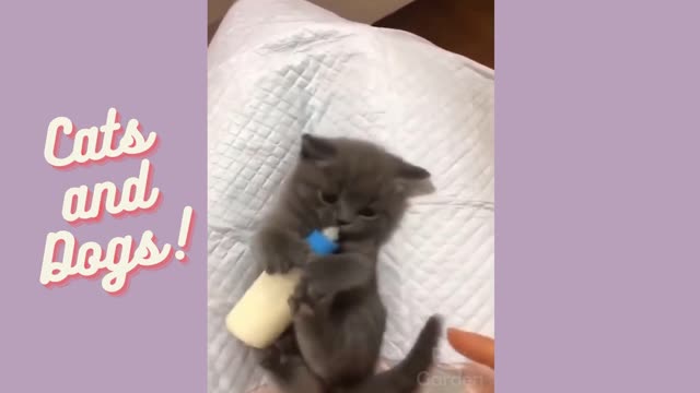 A kitten drinks milk from her bottle, very tender Cats and Dogs!