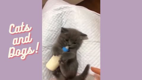 A kitten drinks milk from her bottle, very tender Cats and Dogs!