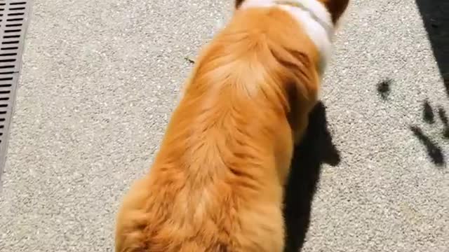 So Cute! Awesome Hacks For Pet Owners! Cool Tricks, Gadgets For Pets By A PLUS SCHOOL