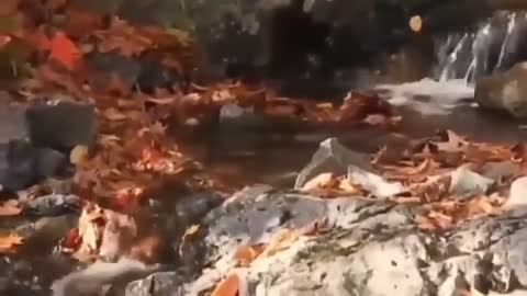 Relaxing video latest 2021