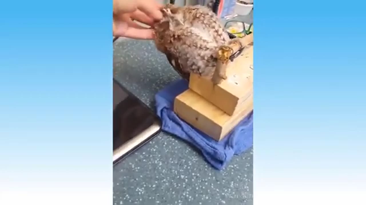 Funny Animals