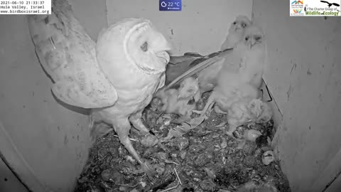 Must watch the dramatic ending.Wild pigeon lays egg in active barn owl next to 7barn owl nestlings.