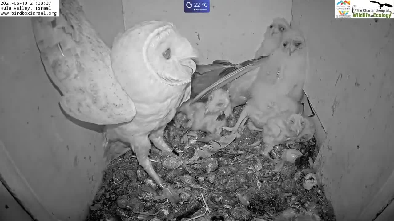 Must watch the dramatic ending.Wild pigeon lays egg in active barn owl next to 7barn owl nestlings.