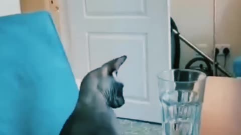 Cat funny video 🤣