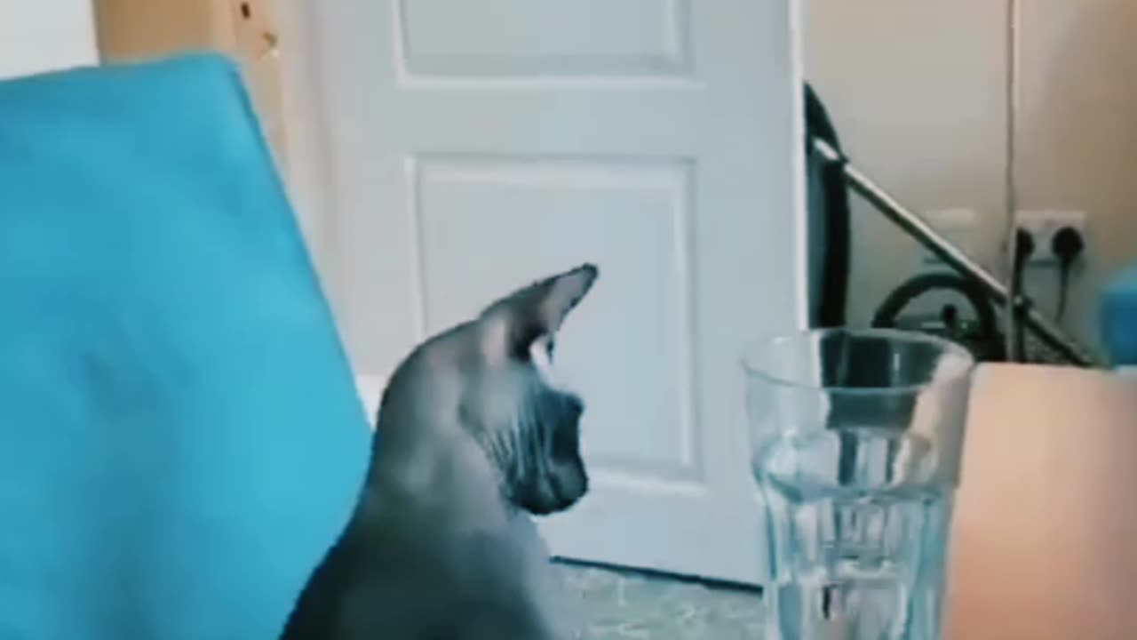 Cat funny video 🤣