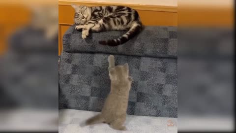 Baby Cats - Cute and Funny Cat Videos Compilation