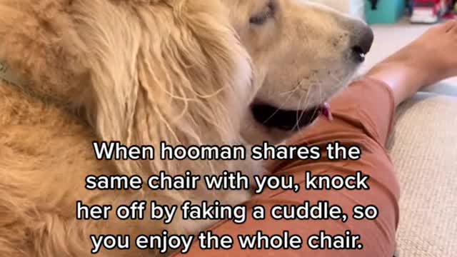 When hooman shares the same chair with you, knock