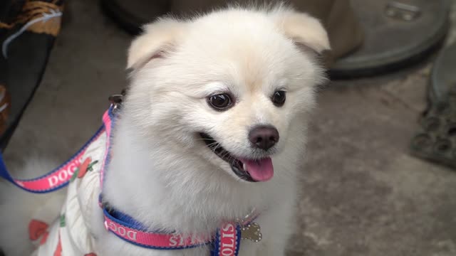 cute pet