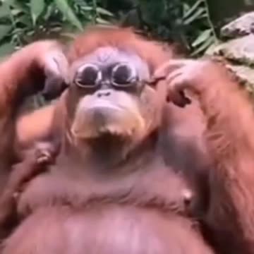 COOL fight with Animal