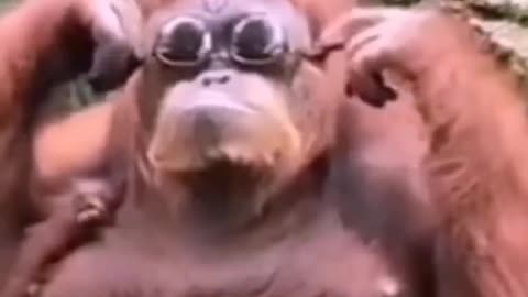 COOL fight with Animal