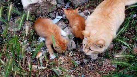 Cute yellow kittens and yellow mother cat. Kittens are so cute.