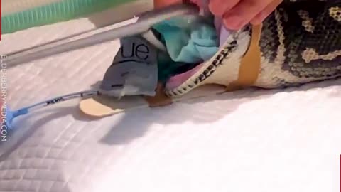 Veterinary Doctor Saves animals from Danger