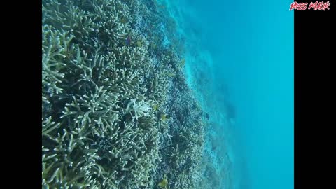 SNORKLING PRIVATE BOAT WITH TWO BROTHER FROM ANOTHER MISTER FROM U.S.E ( Amerika serikat)