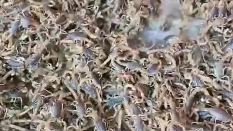 Give the scorpions a bath