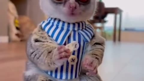 funny animals