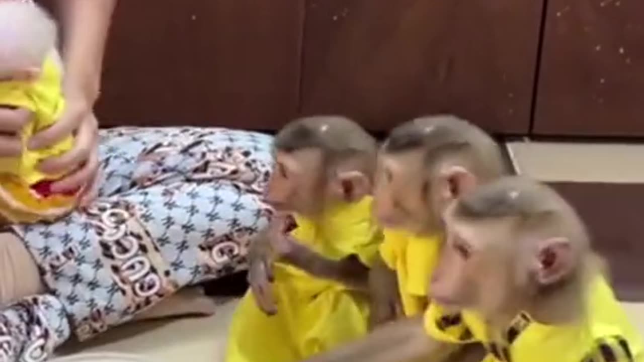 Monkey , Naughty Monkeys , Naughty Monkeys , Monkeys in Pretty Clothes , funny monkey family