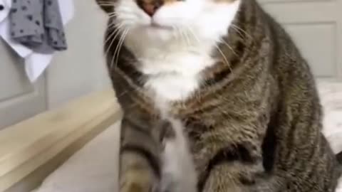 Funny cat