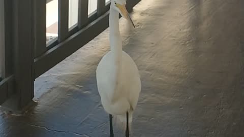 Mr Egret?