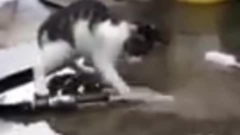 Funny Cats
