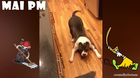 Try not to laugh while watching funny dogs😂😂