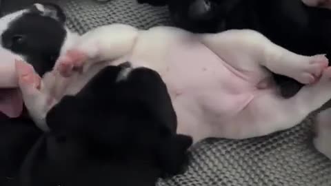 cute dog
