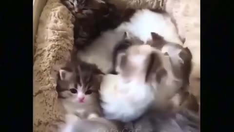 funny cats