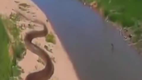Biggest Snakes Ever caught on camera 😱 ⚠️..!